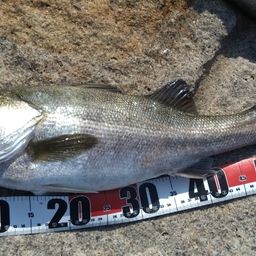 ハネ（マルスズキ）