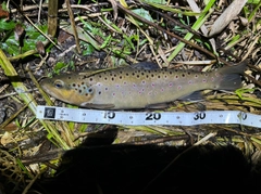 ブラウントラウトの釣果