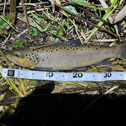 ブラウントラウト