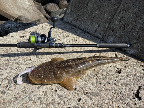 マゴチの釣果