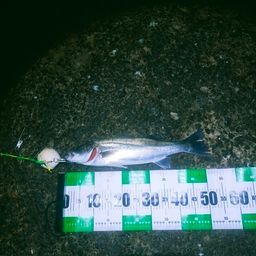 フッコ（マルスズキ）