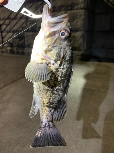 クロソイの釣果