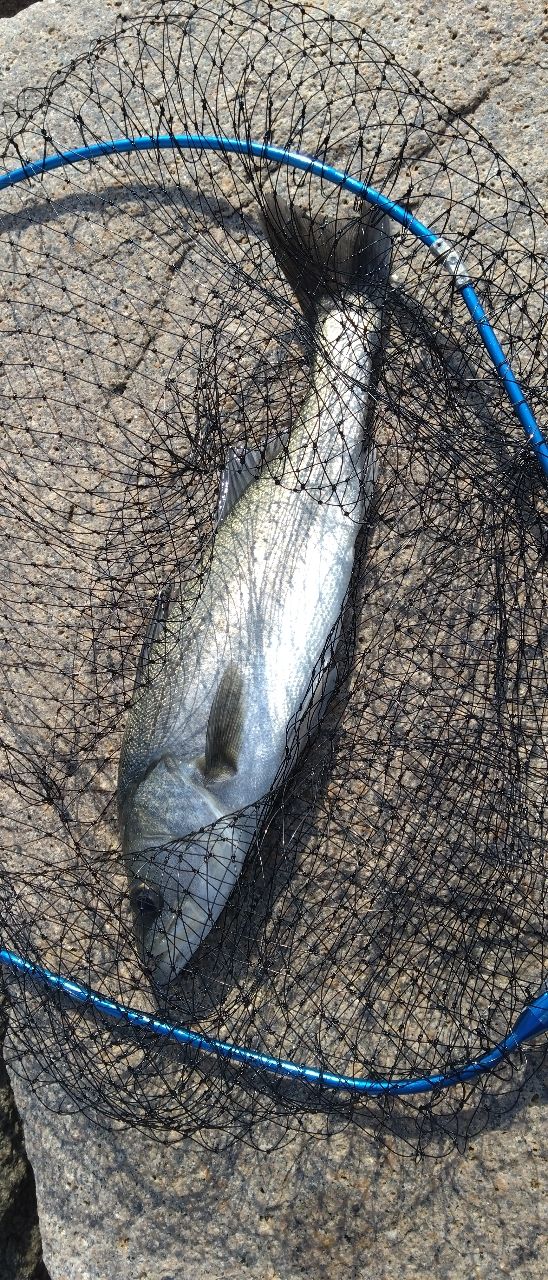 ハネ（マルスズキ）