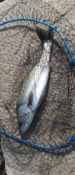 ハネ（マルスズキ）の釣果