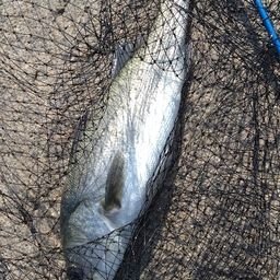 ハネ（マルスズキ）