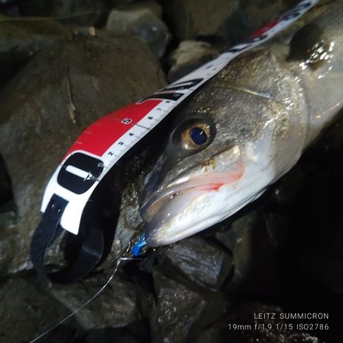 フッコ（タイリクスズキ）の釣果