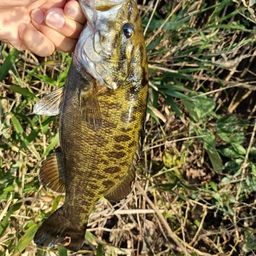 スモールマウスバス