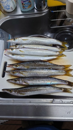 アカカマスの釣果