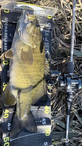 スモールマウスバスの釣果