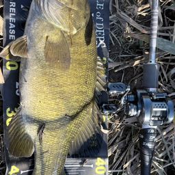 スモールマウスバス