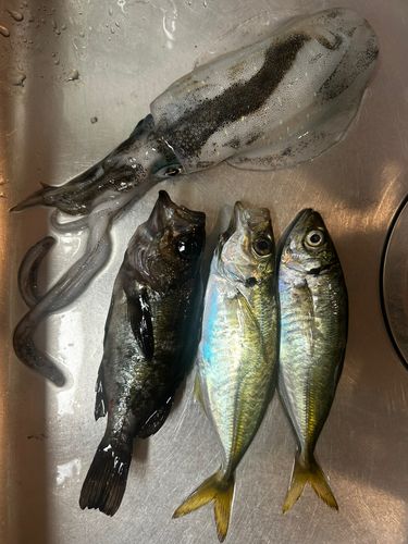 アオリイカの釣果