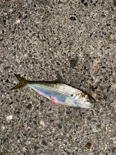 千葉港中央埠頭