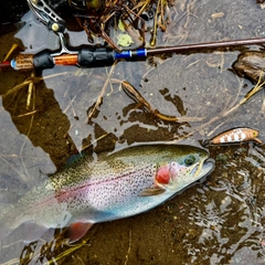 ニジマスの釣果