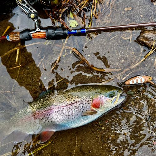 ニジマスの釣果