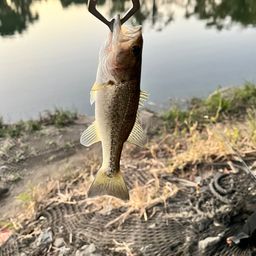 ラージマウスバス