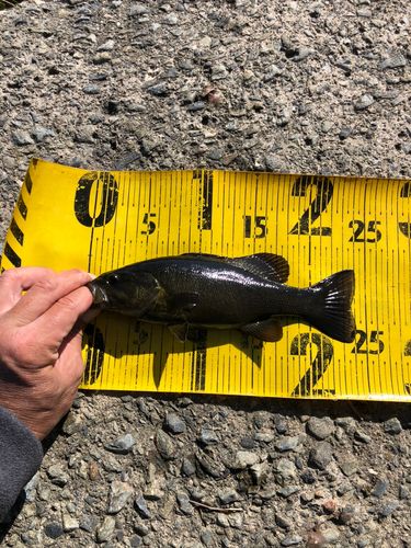 スモールマウスバスの釣果