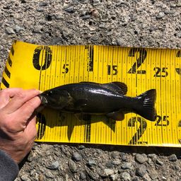 スモールマウスバス