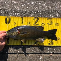 スモールマウスバス