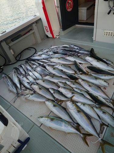 ハマチの釣果