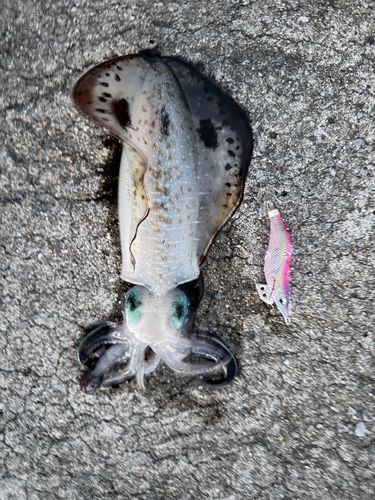 アオリイカの釣果