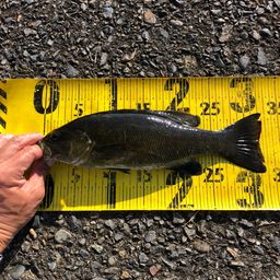 スモールマウスバス