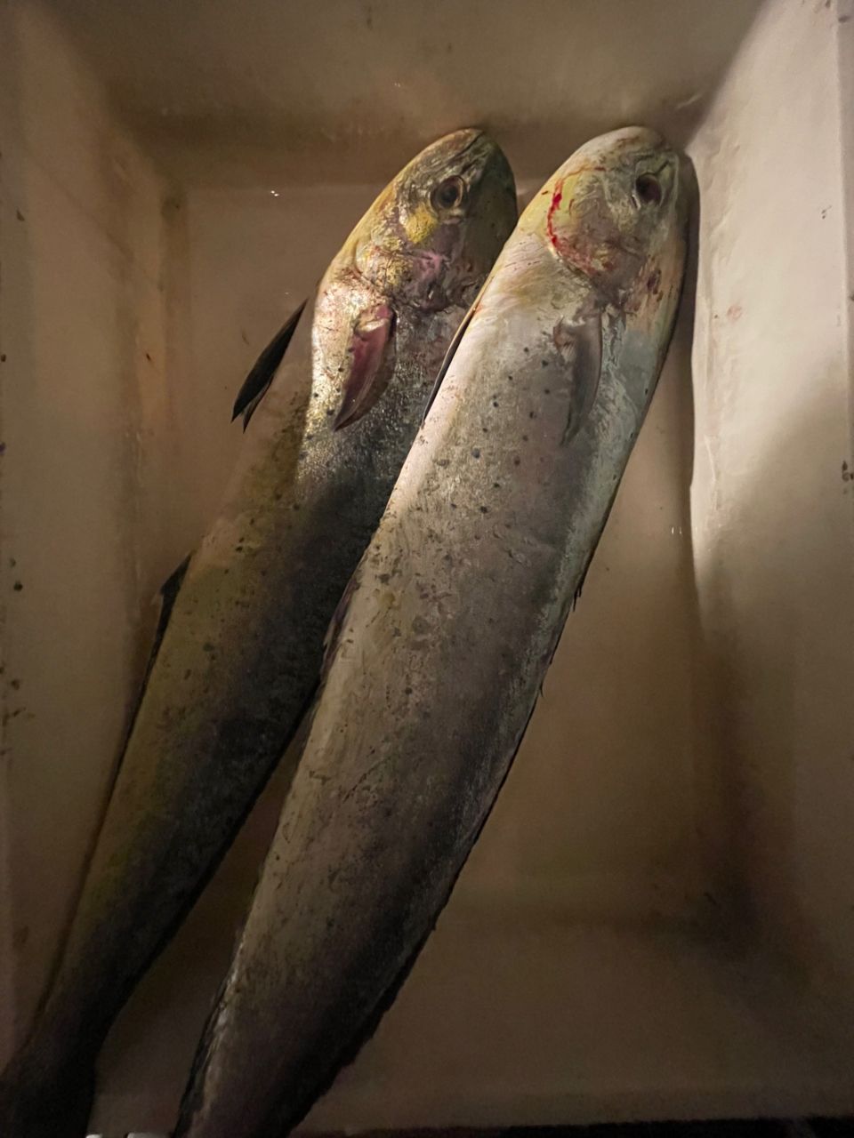 ミドさんの釣果 2枚目の画像