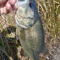 ラージマウスバス