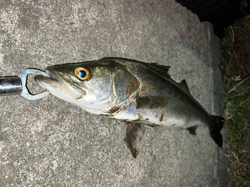 フッコ（マルスズキ）の釣果