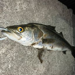 フッコ（マルスズキ）