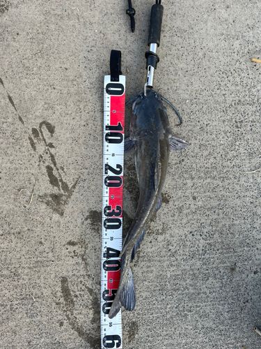 アメリカナマズの釣果