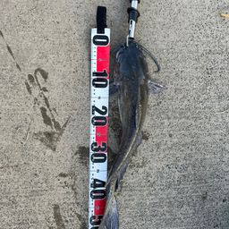 アメリカナマズ