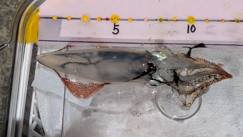 ヤリイカの釣果