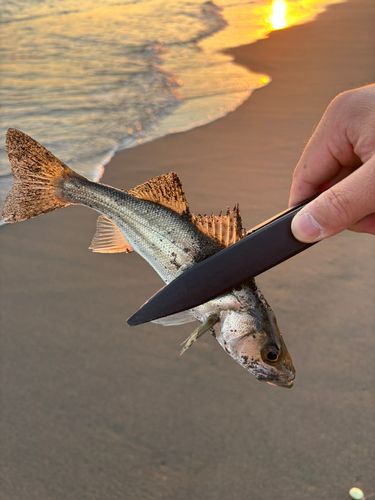 セイゴ（ヒラスズキ）の釣果