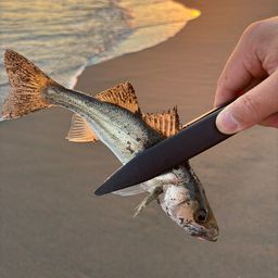 セイゴ（ヒラスズキ）