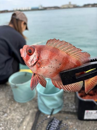 キントキダイの釣果