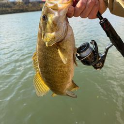 スモールマウスバス