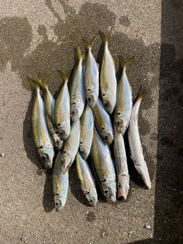 アジの釣果