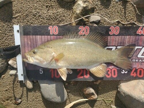 スモールマウスバスの釣果