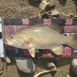 スモールマウスバス