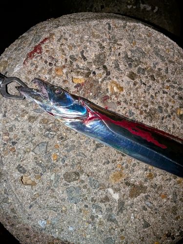 タチウオの釣果