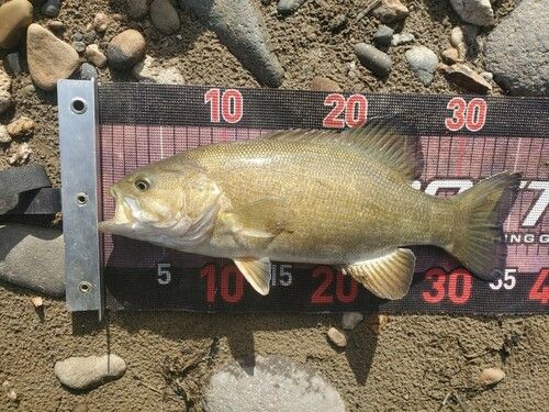 スモールマウスバスの釣果