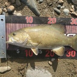 スモールマウスバス