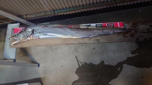 タチウオの釣果