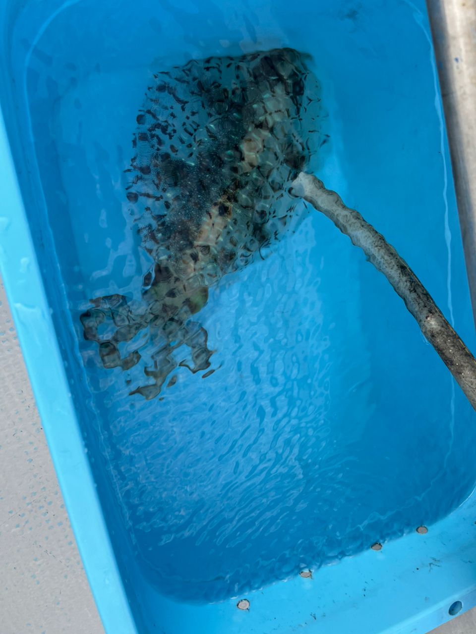 みるみーるさんの釣果 1枚目の画像