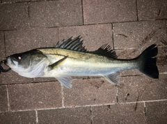 シーバスの釣果