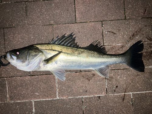豊洲ぐるり公園