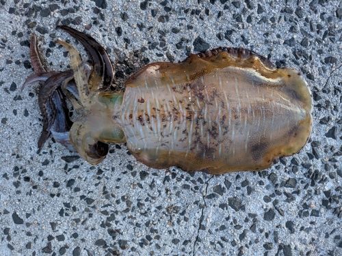 アオリイカの釣果