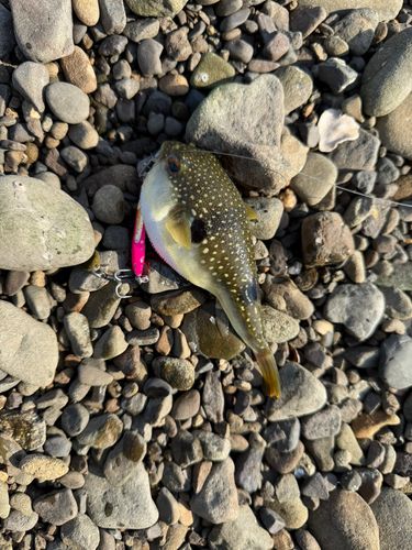 クサフグの釣果