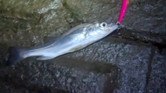 セイゴ（マルスズキ）の釣果