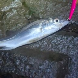 セイゴ（マルスズキ）